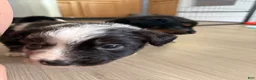Australian Shepherd dogs for sale: Artemis  - Ad 7