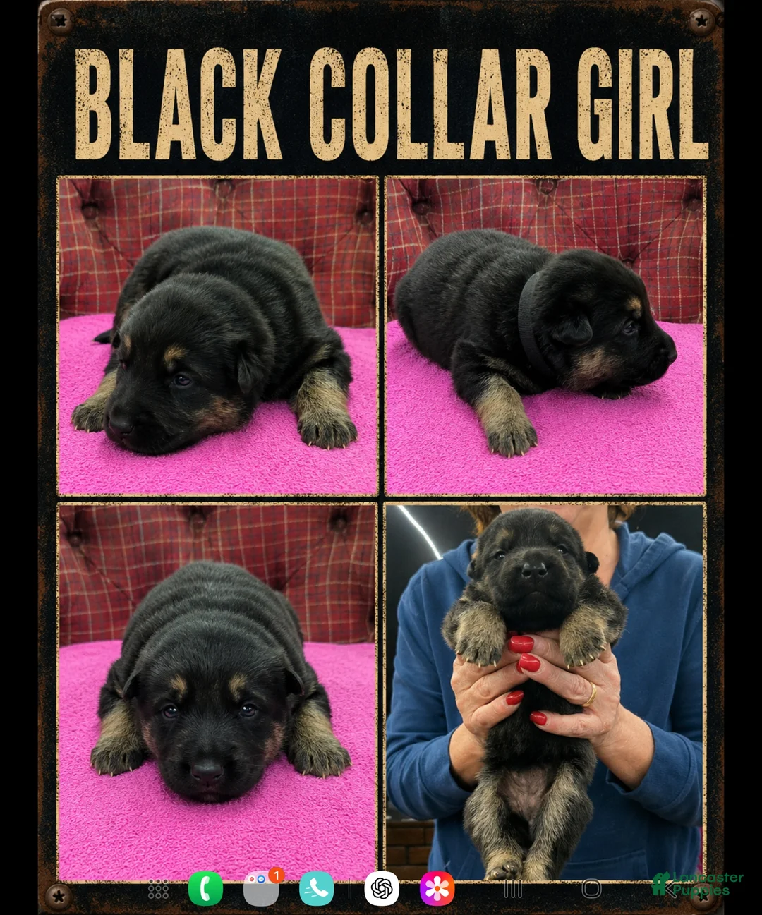 German Shepherd dogs for sale: German Shepherd Puppy 6 - Ad 1