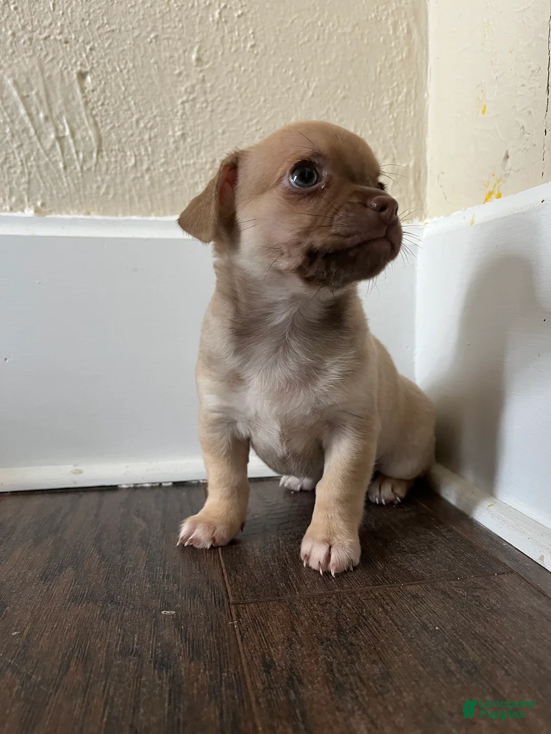 Chihuahua dogs for sale: Fiona - Ad 2