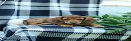 Miniature Dachshund dogs for sale: Cassidy - Ad 2