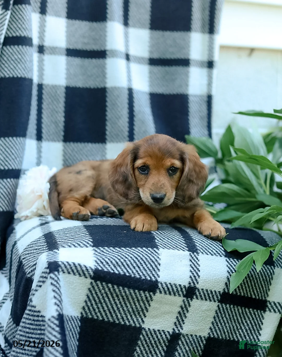 Miniature Dachshund dogs for sale: Cassidy - Ad 2