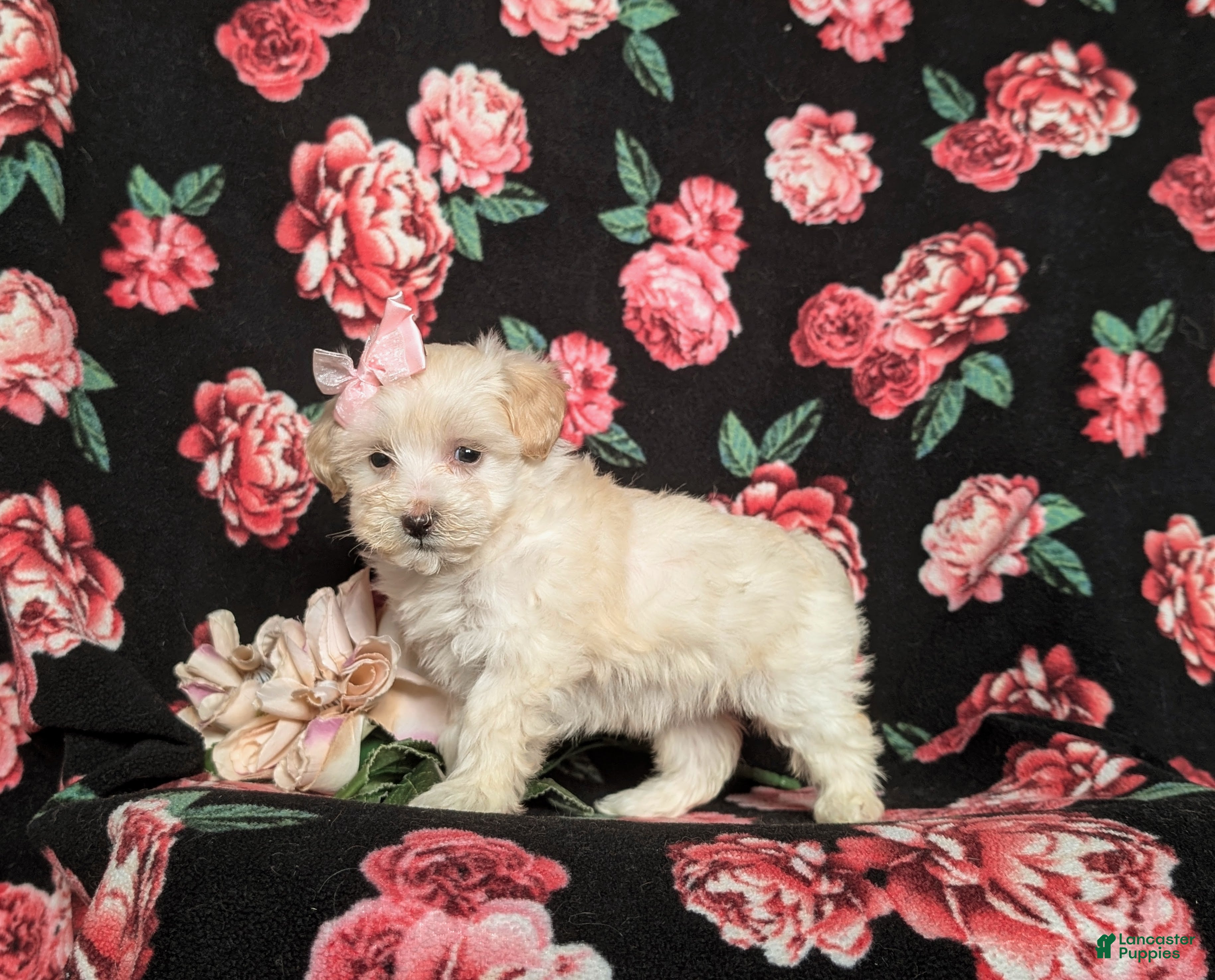 Maltipoo dogs Desiree - Ad 16