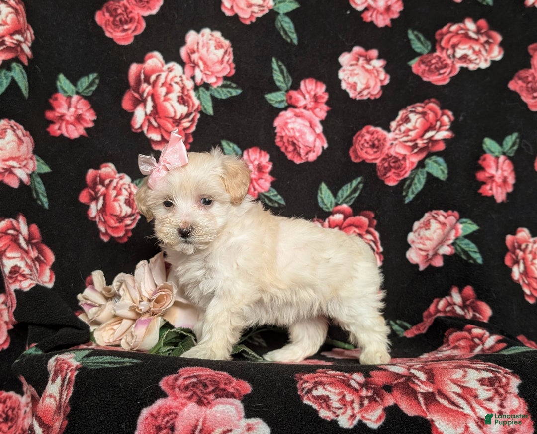 Maltipoo dogs for sale: Desiree - Ad 1