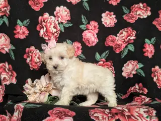 Maltipoo dogs Desiree - Ad 42