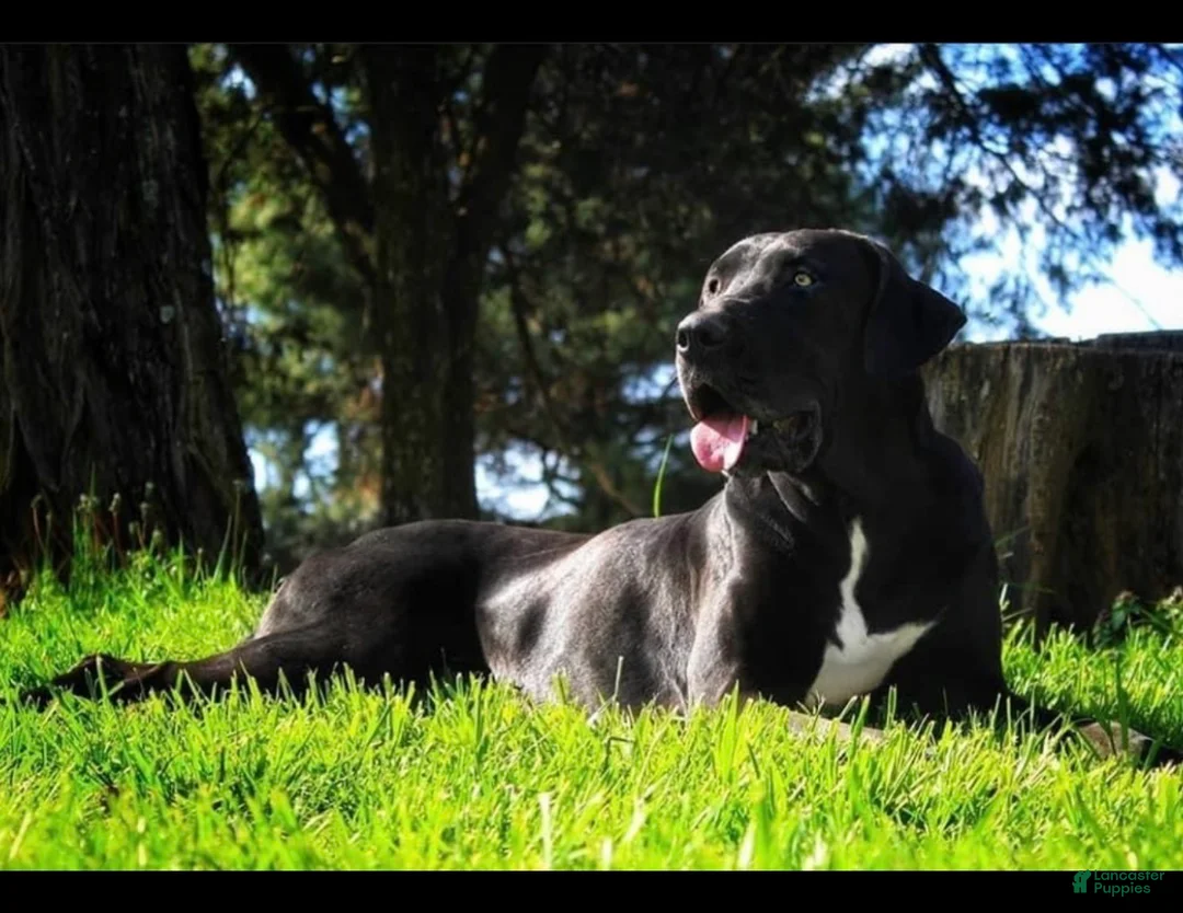 Great Dane dogs for sale: Autumn - Ad 1