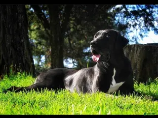 Great Dane dogs Autumn - Ad 34