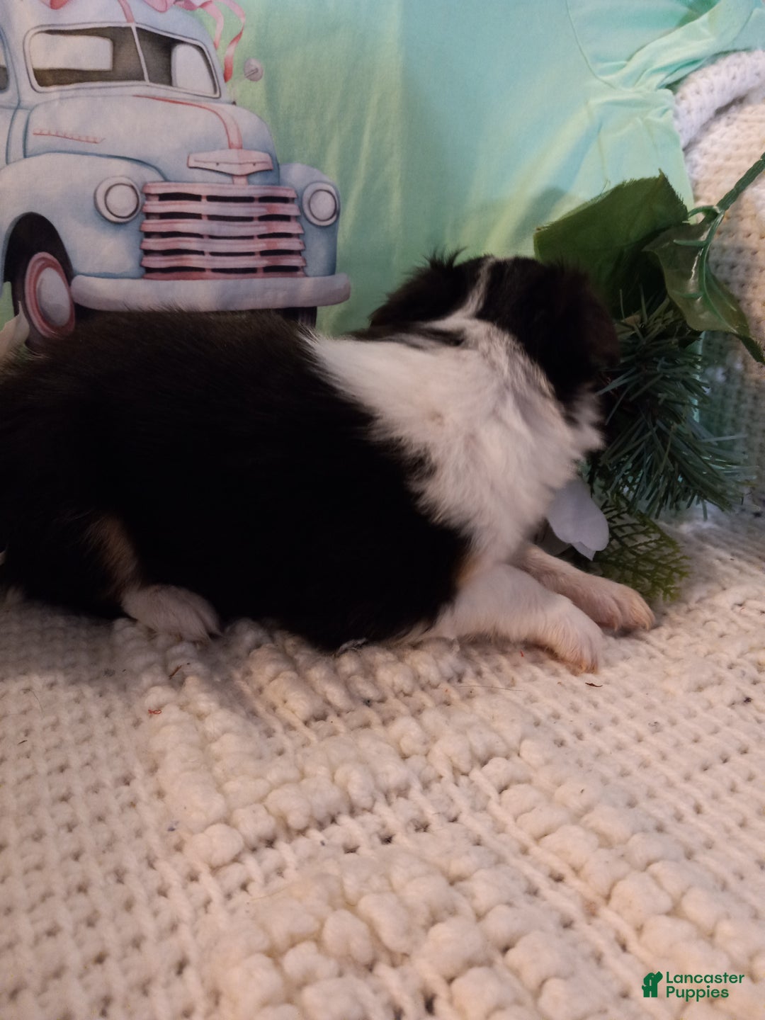 Shetland Sheepdog dogs for sale: AKC Willow - Ad 4