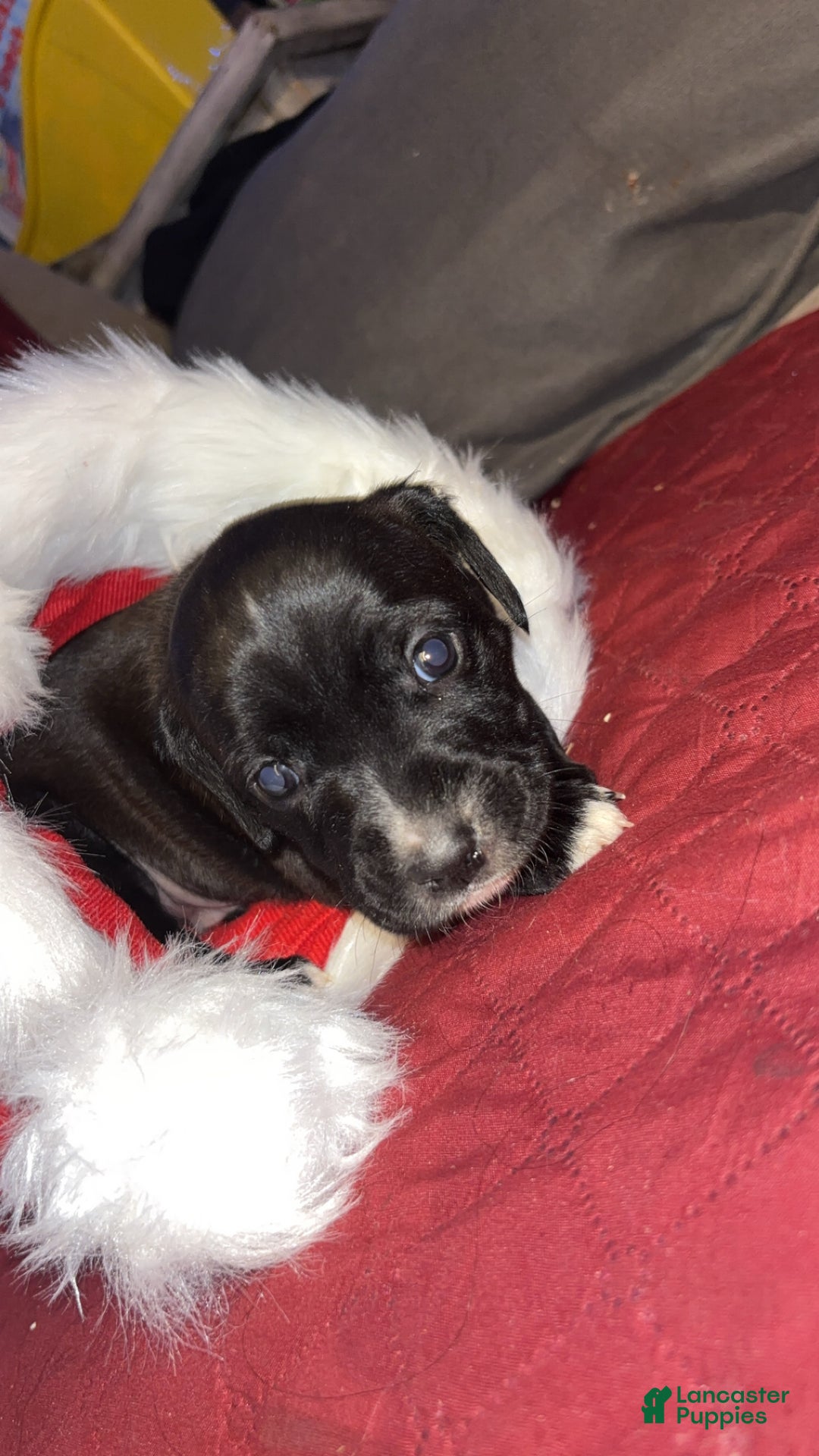 Mixed Breed dogs for sale: Thor  - Ad 3