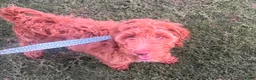 Goldendoodle dogs for sale: Goldendoodle 2 - Ad 5