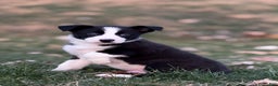 Border Collie dogs for sale: Colt - Ad 1