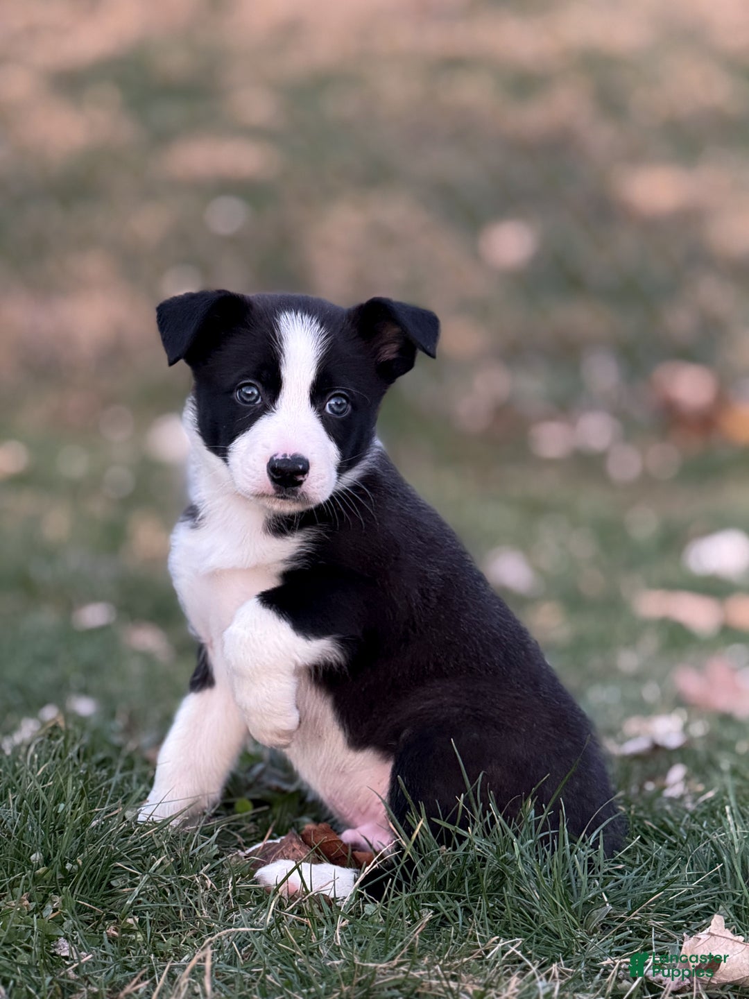 Border Collie dogs for sale: Colt - Ad 1