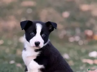 Border Collie dogs Colt - Ad 41