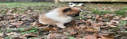 Pomeranian dogs for sale: Pomeranian Puppy 1 - Ad 9