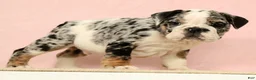 English Bulldog dogs for sale: Blue Jazz - Ad 4