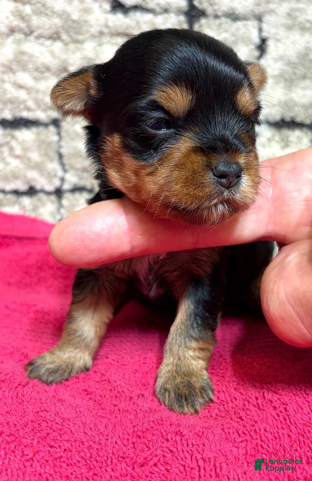 Yorkshire Terrier dogs Yorkshire Terrier 4 - Ad 2