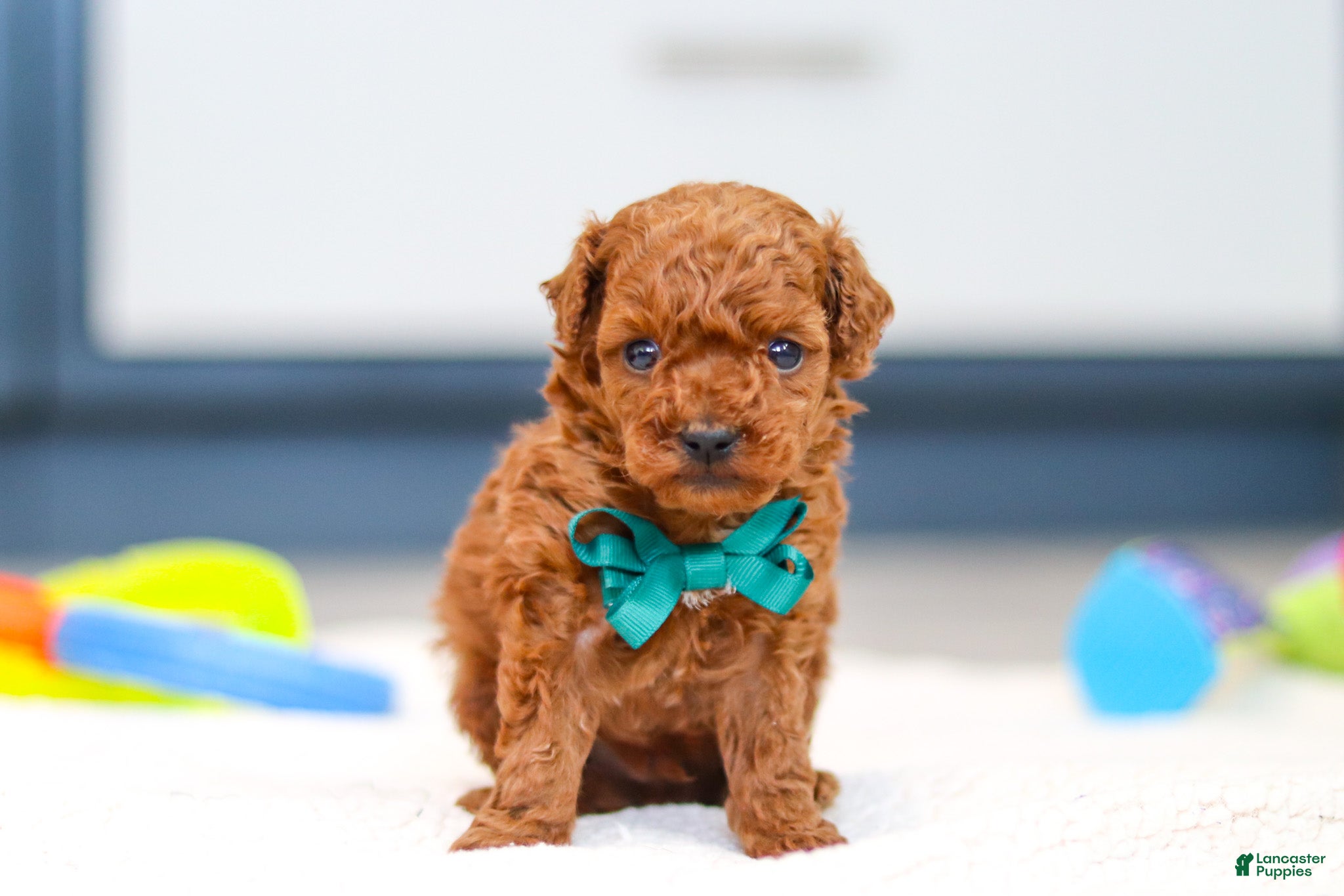 Toy Poodle dogs Turner - Ad 1