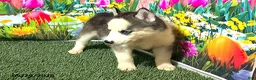 Siberian Husky dogs for sale: Bella - Ad 3