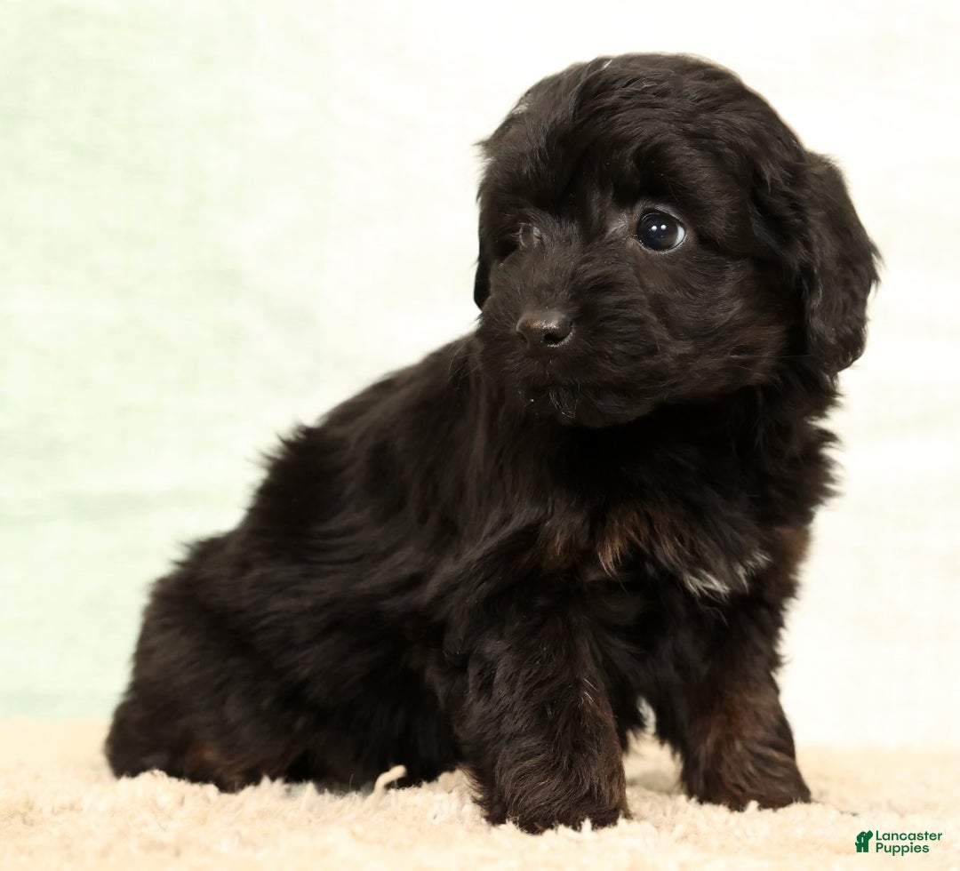 Mini Aussiedoodle dogs for sale: Sadie - Ad 8