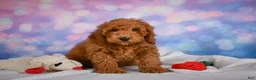 Miniature Poodle dogs for sale: Jack - Ad 3