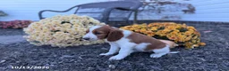 Welsh Springer Spaniel dogs for sale: Lori - Ad 3