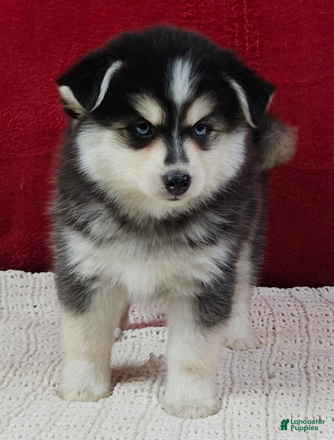 Pomsky dogs for sale: Trixie  - Ad 2