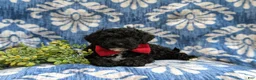 Cockapoo dogs for sale: Niall Hypoallergenic - Ad 5