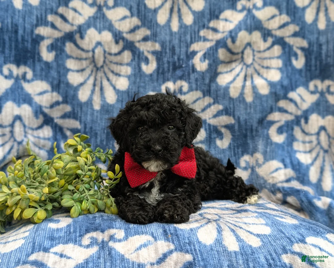 Cockapoo dogs for sale: Niall Hypoallergenic - Ad 5