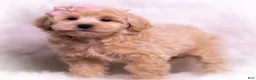 Maltipoo dogs for sale: Jasmine - Ad 4