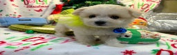 Maltipoo dogs for sale: Snowflake  - Ad 3