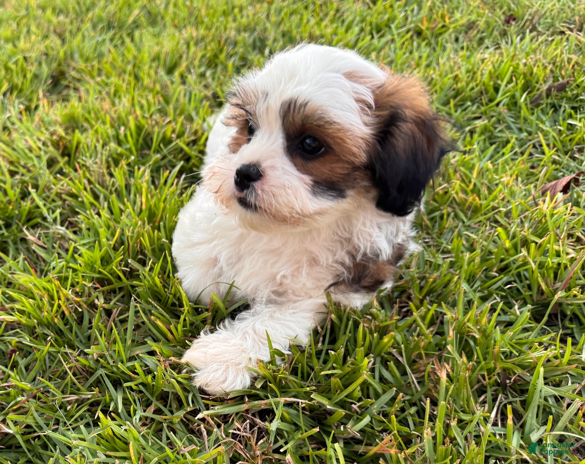 Malshi dogs Malshi 2 - Ad 1