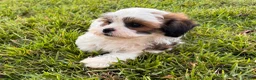 Malshi dogs for sale: Malshi 2 - Ad 1