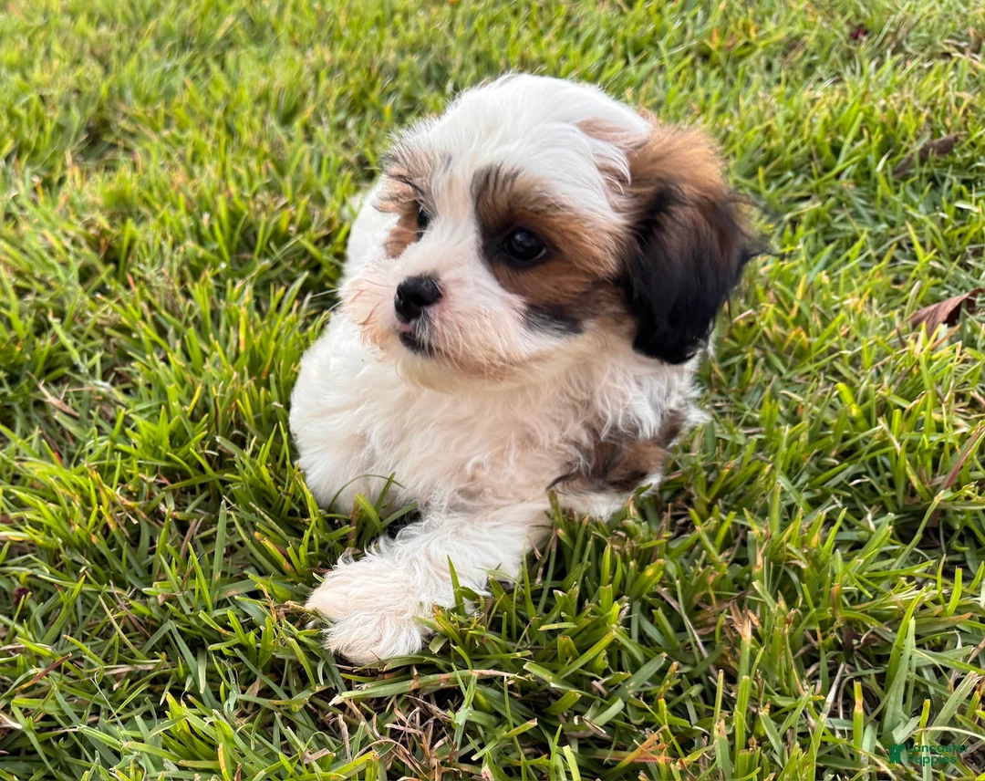 Malshi dogs for sale: Malshi 2 - Ad 1