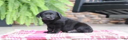 Labrador Retriever dogs for sale: Blake - Ad 1
