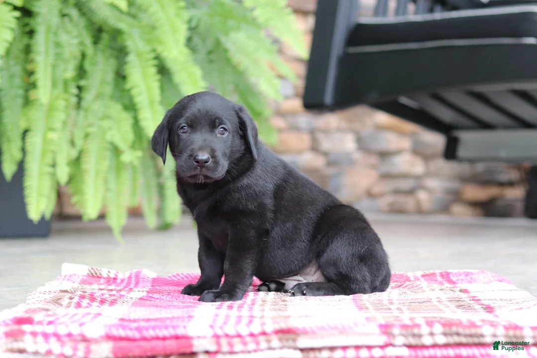 Labrador Retriever dogs for sale: Blake - Ad 1