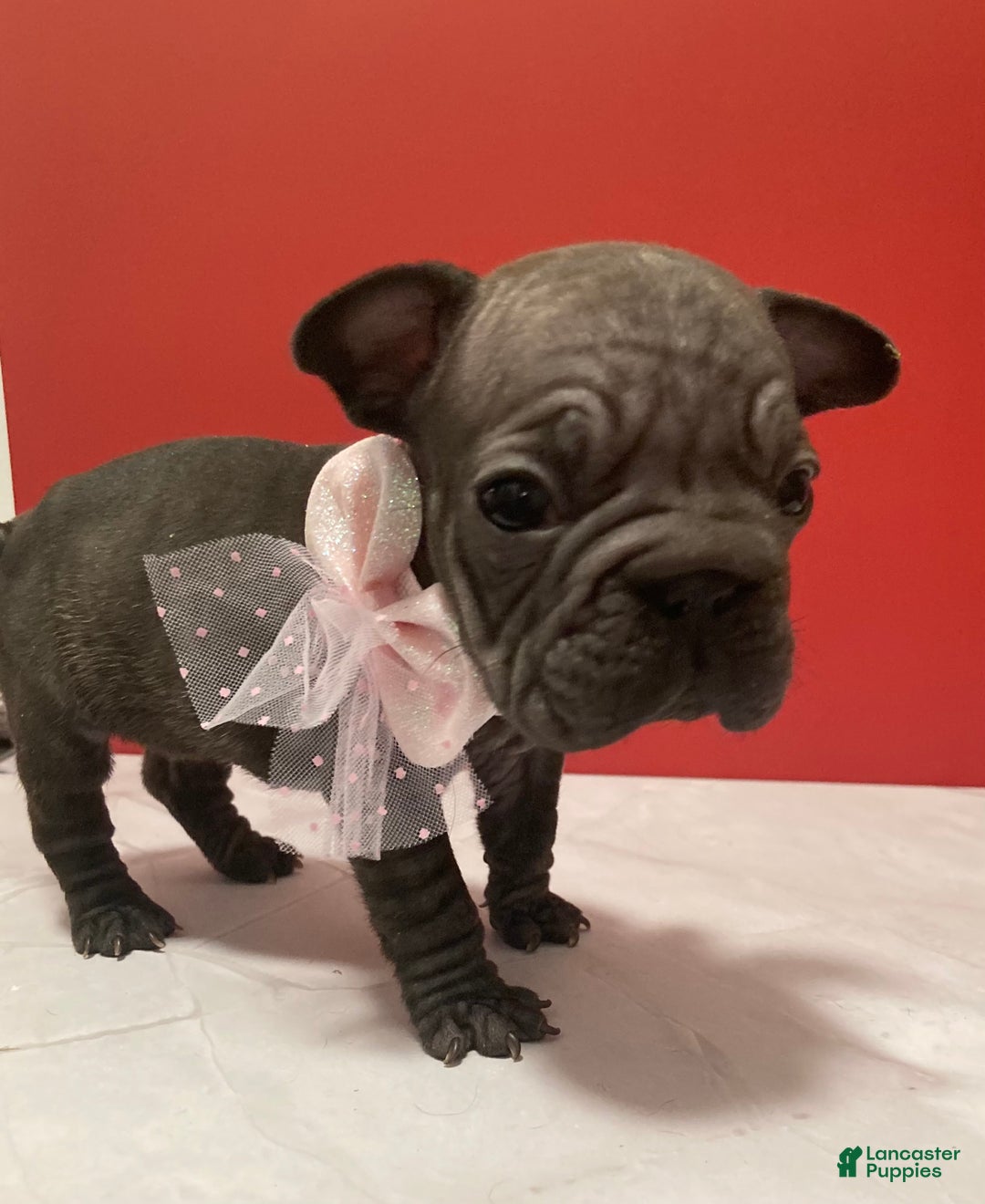French Bulldog dogs for sale: Ruby - Ad 1