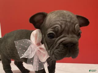 French Bulldog dogs Ruby - Ad 2
