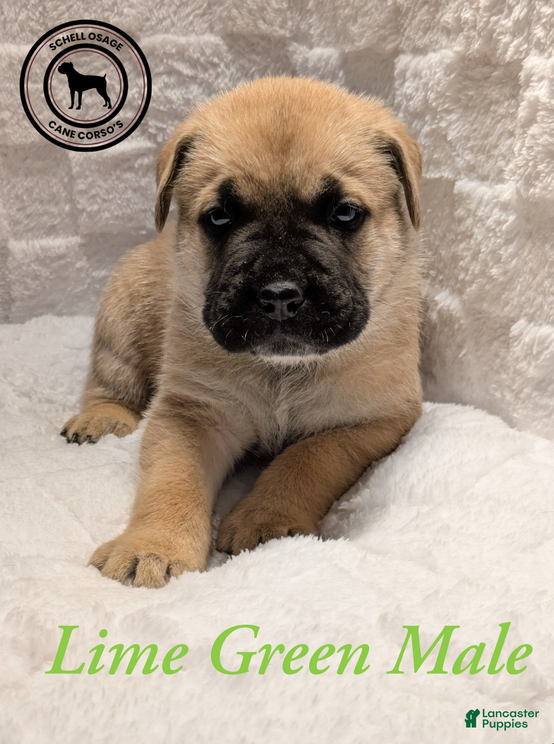 Cane Corso dogs for sale: Lime Green  - Ad 1