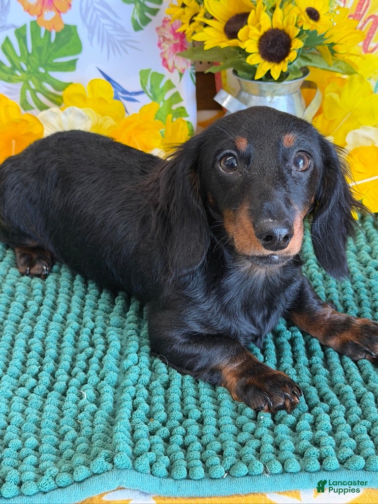 Miniature Dachshund dogs Gabe - Ad 19