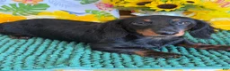 Miniature Dachshund dogs for sale: Gabe - Ad 1