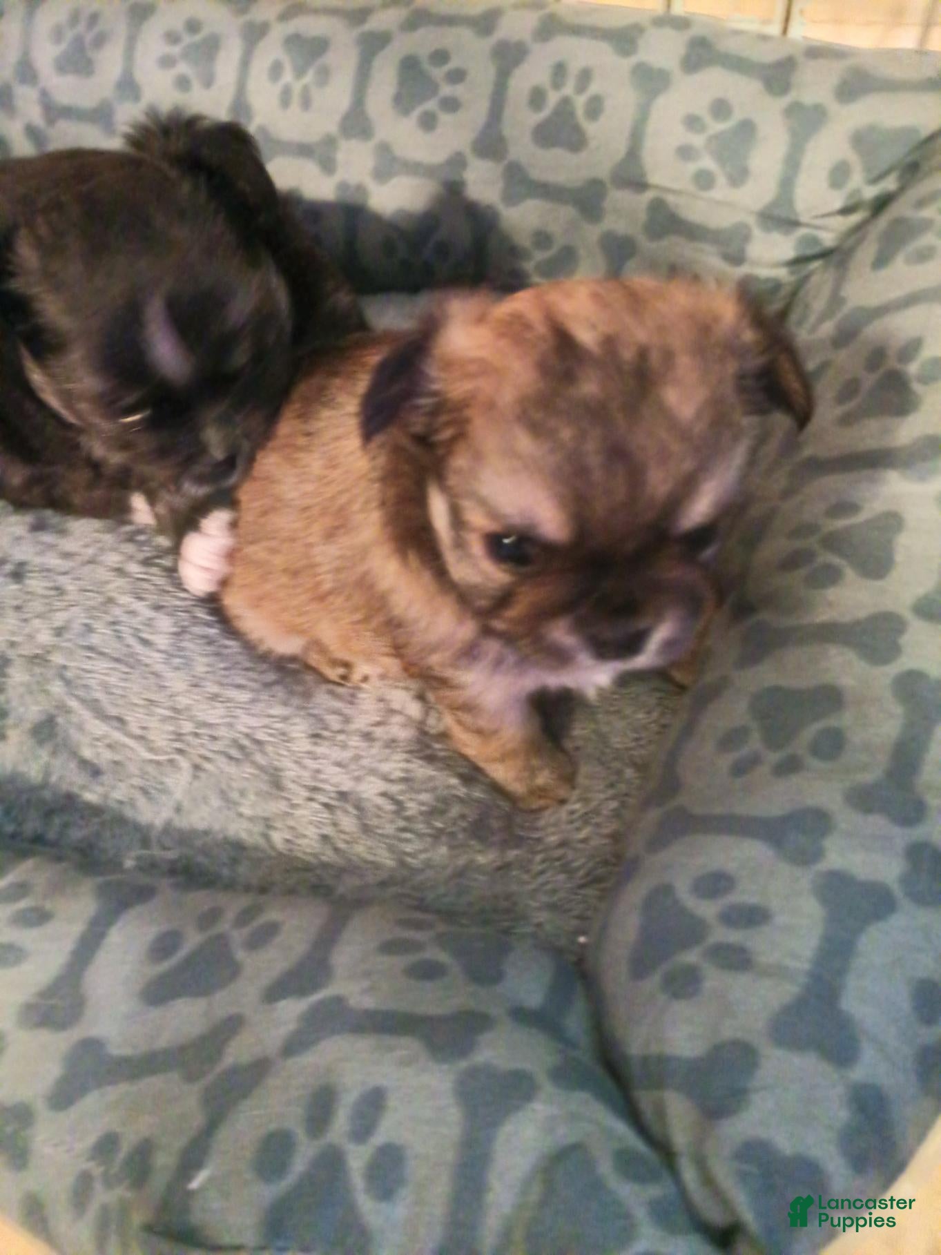 Chihuahua dogs Chihuahua 2 - Ad 13