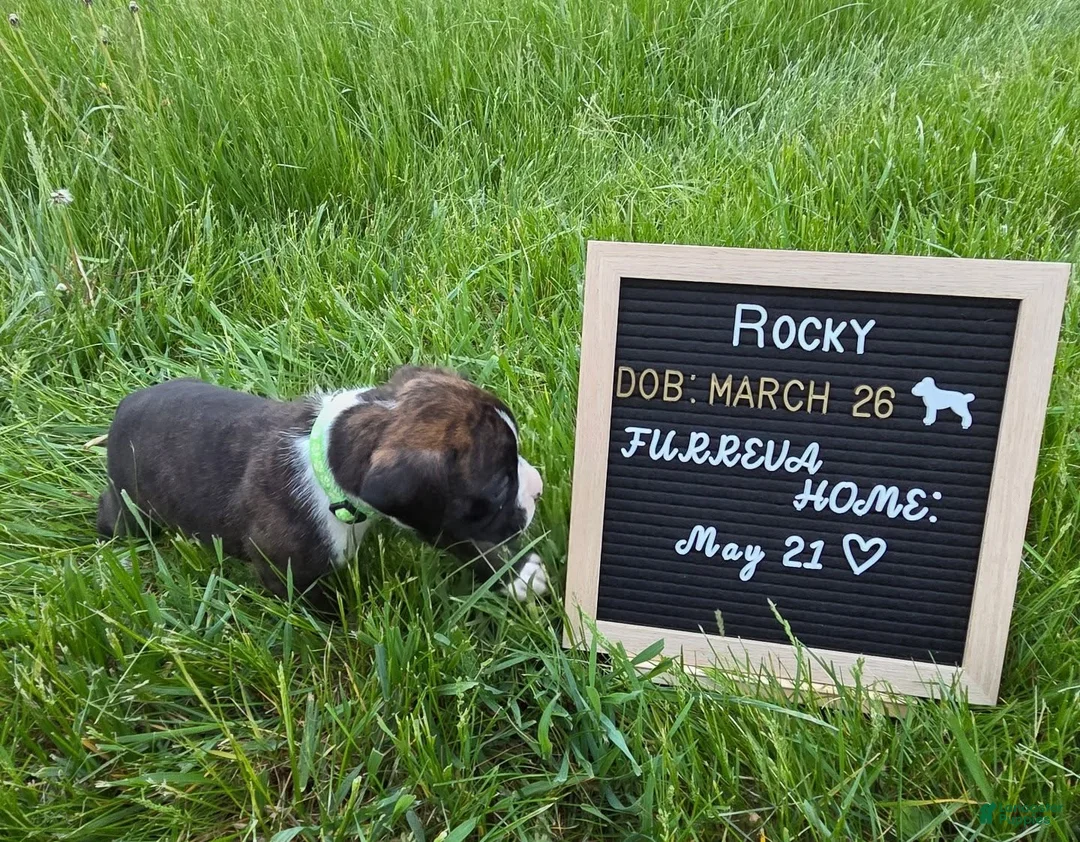 Boxer dogs for sale: Rocky - Ad 2