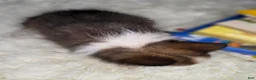 Shetland Sheepdog dogs for sale: Keene  - Ad 6