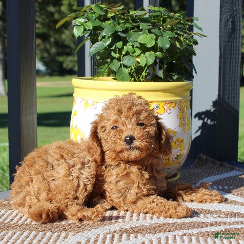 Toy Poodle dogs Honey - Ad 2