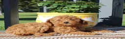 Toy Poodle dogs for sale: Honey - Ad 2