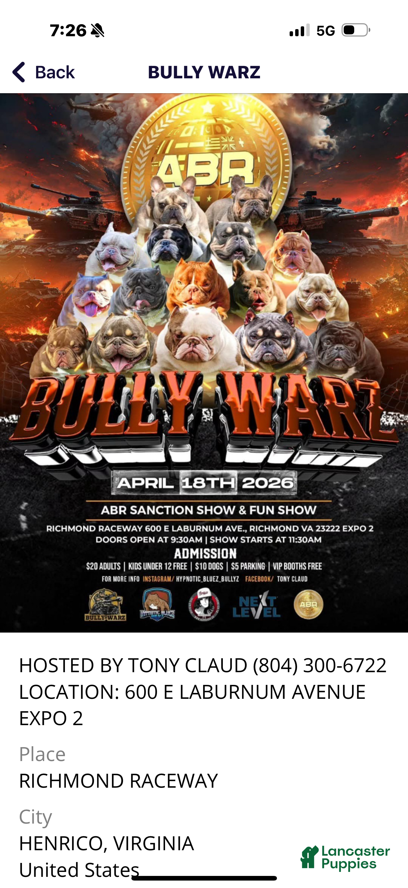 American Bully dogs American Bully Puppy 1 - Ad 2