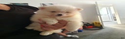 Pomeranian dogs for sale: James - Ad 18