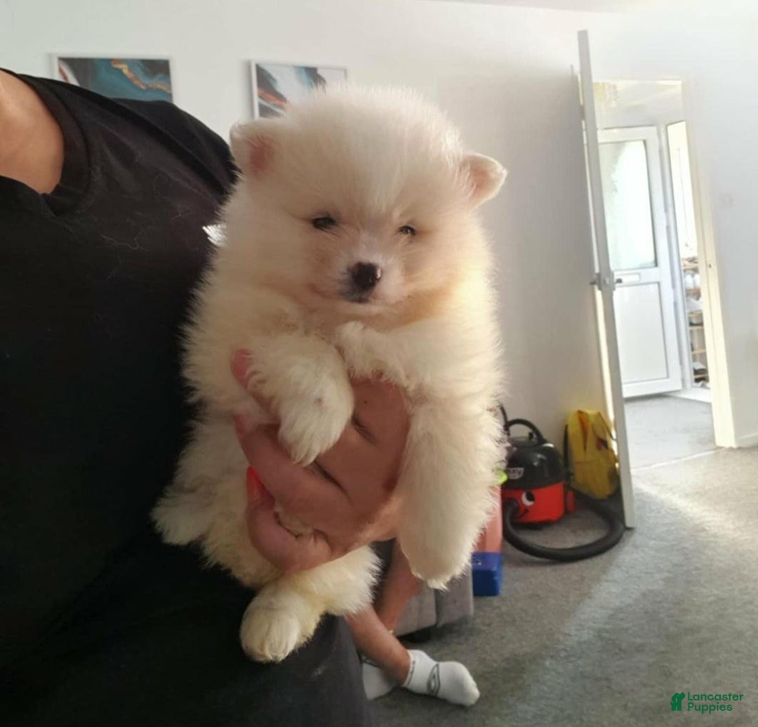 Pomeranian dogs for sale: James - Ad 18