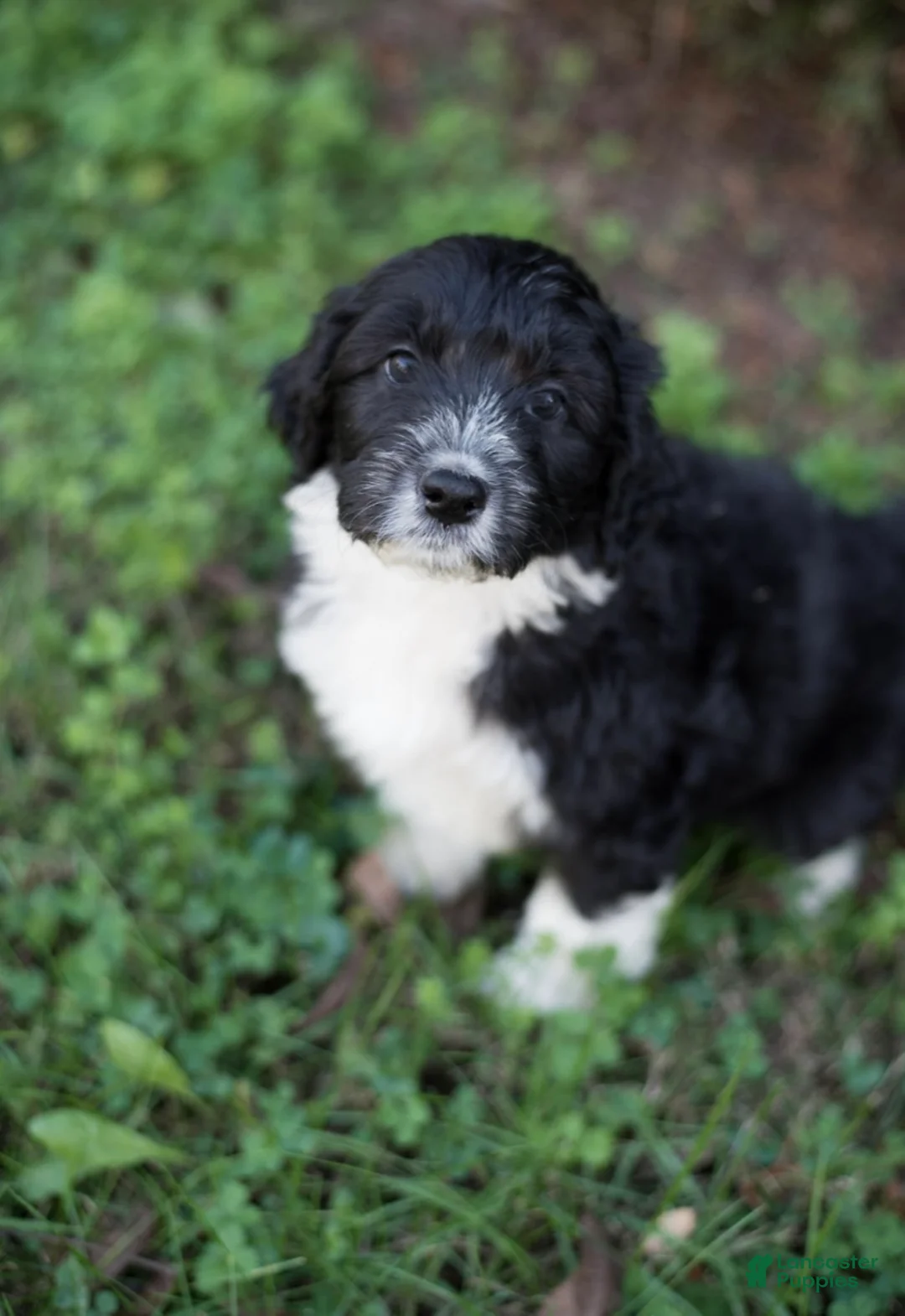 Aussiedoodle dogs for sale: Arrow - Ad 15
