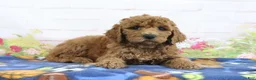 Mini Goldendoodle dogs for sale: Fido - Ad 2