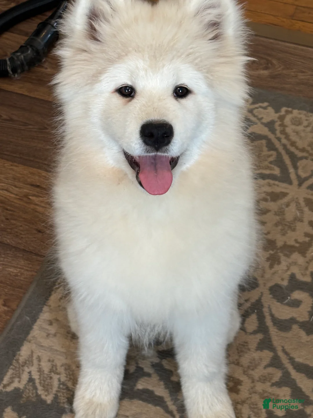 Samoyed dogs for sale: Cin - Ad 2